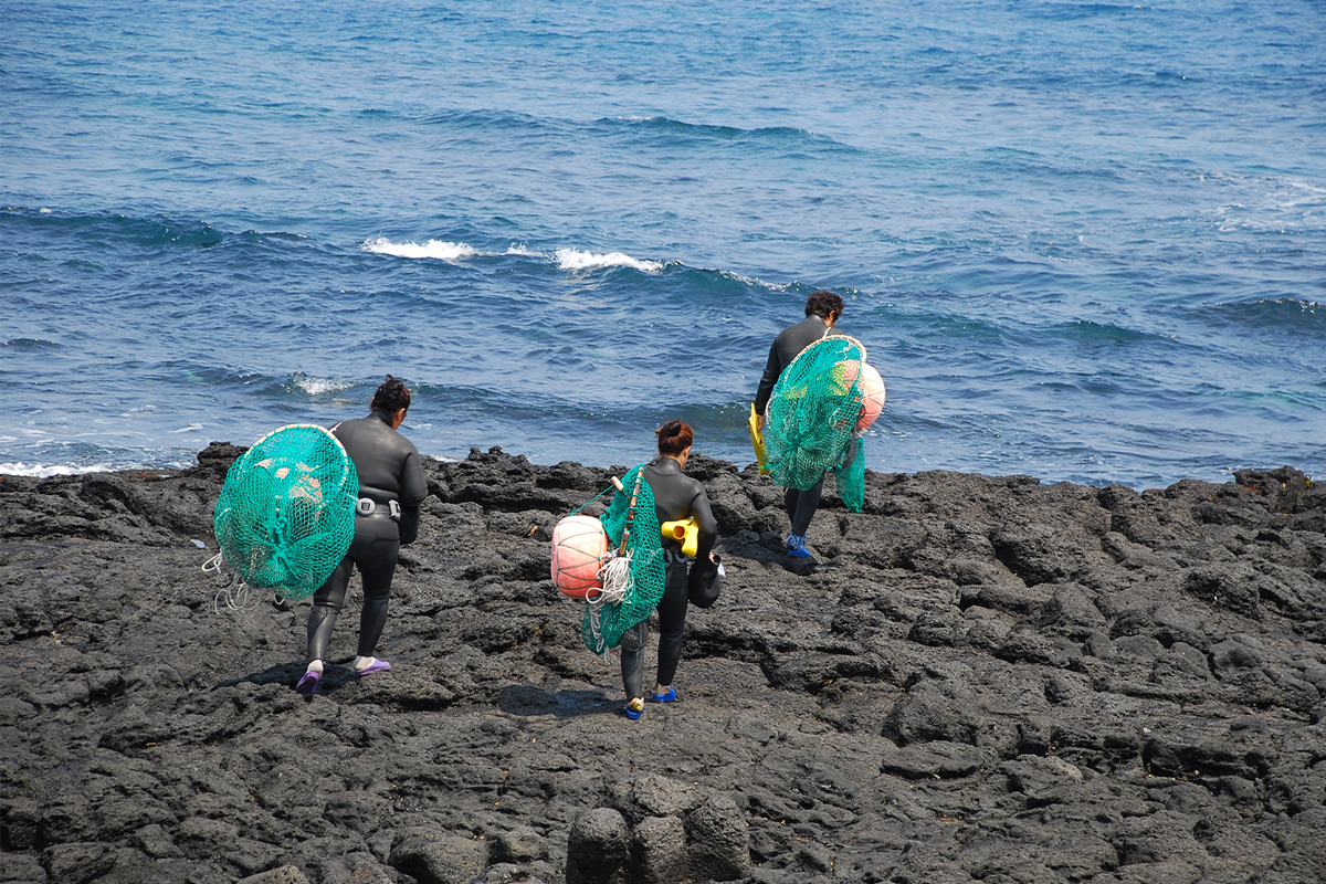濟州城山日出峰附近的大片美麗的黃色油菜花田，背景是著名的城山日出峰，代表濟州的自然和旅遊特色。 