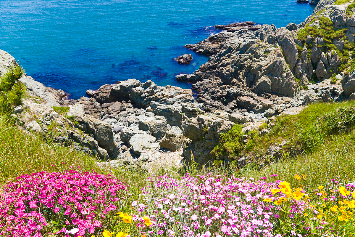 釜山海邊的自然美景，五顏六色的花草對比著藍色海洋和岩石
