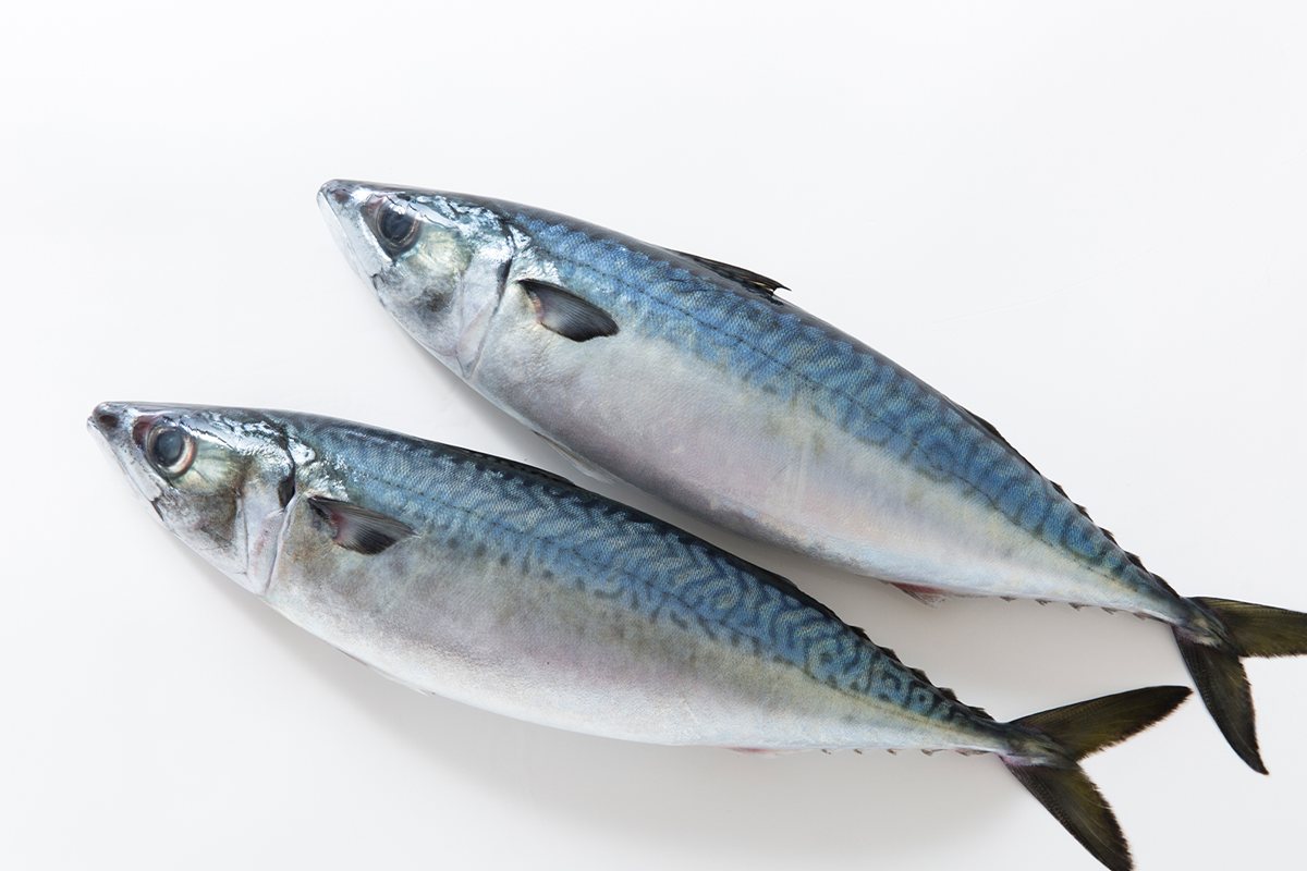 兩條完整的鯖魚放在白色背景上，是釜山的象徵之一
