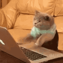 cat gif working on a computer