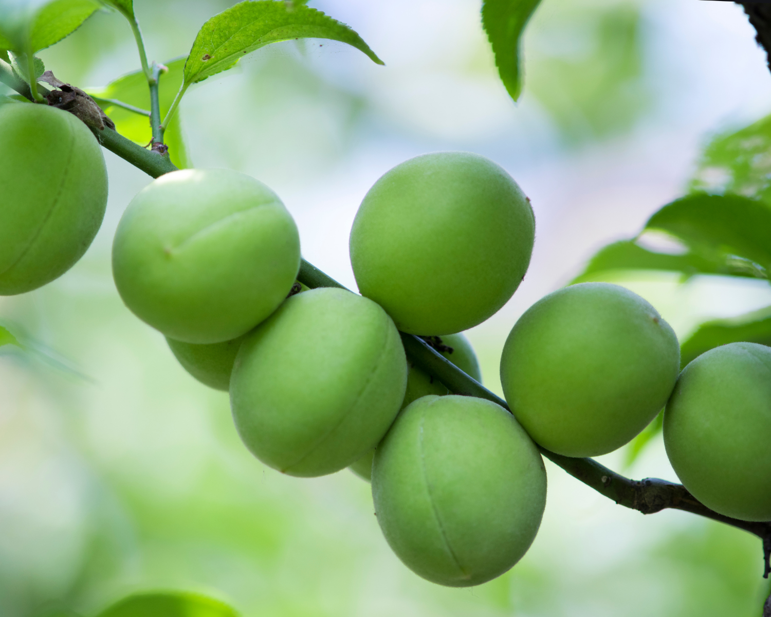 韓国伝統茶、お茶、茶、梅茶、梅、メシルチャ