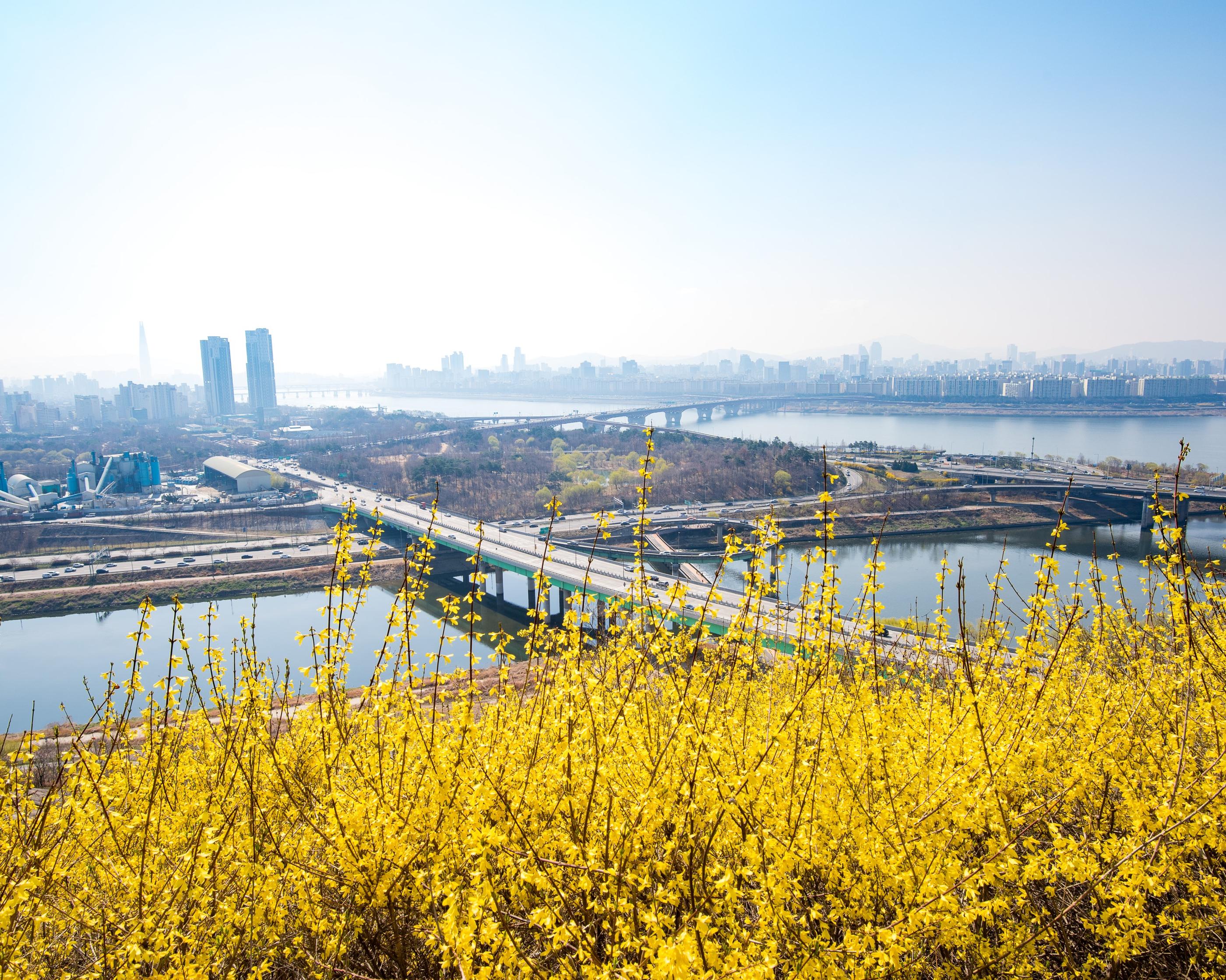 韓国文化、韓国の花、韓国の卒業シーズン、韓国プレゼント文化、韓国の花ことば、ケナリ、ハンガン、漢江