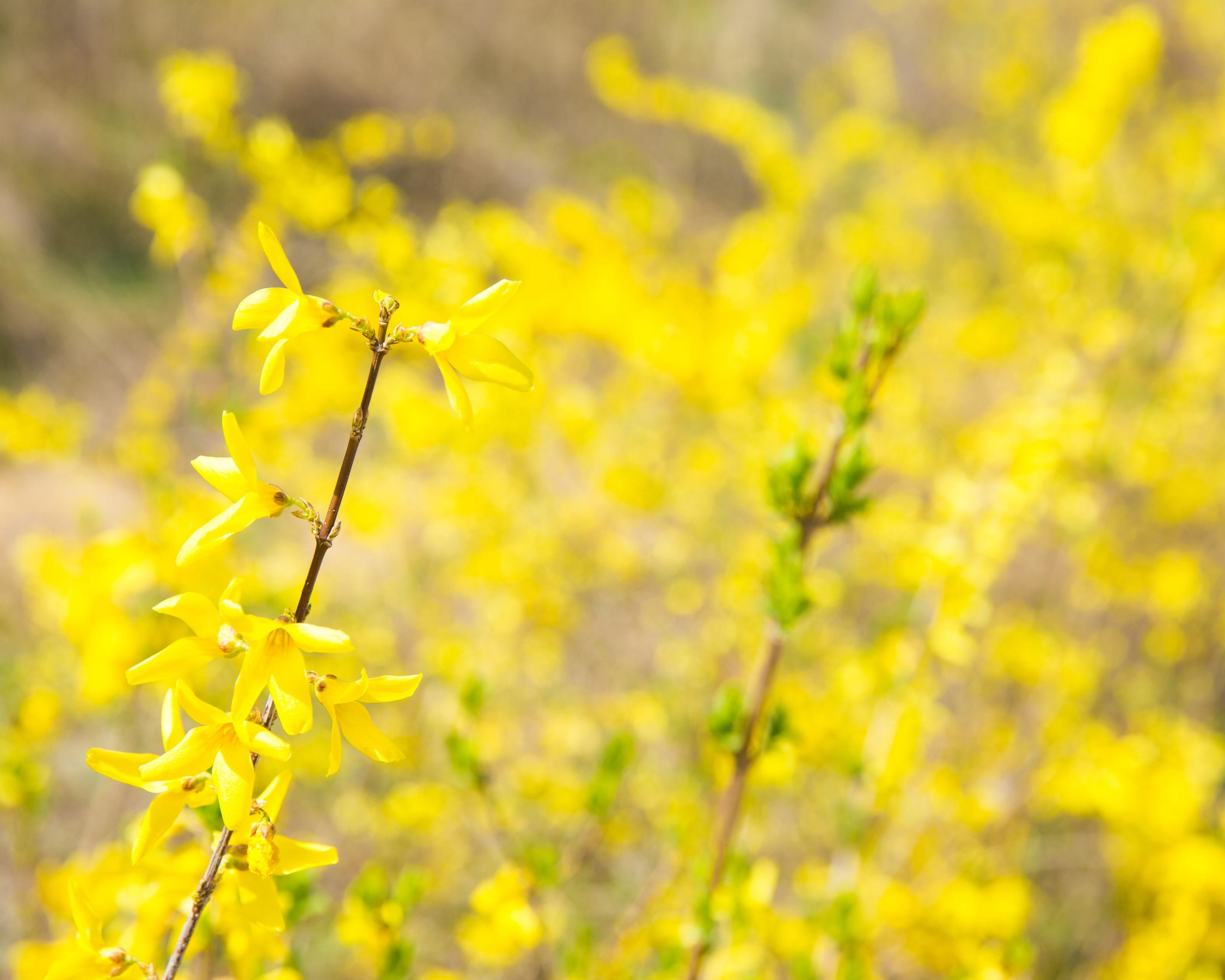 韓国の春の訪れを告げる黄色いレンギョウ、ビビンバと一緒に楽しむ絶景