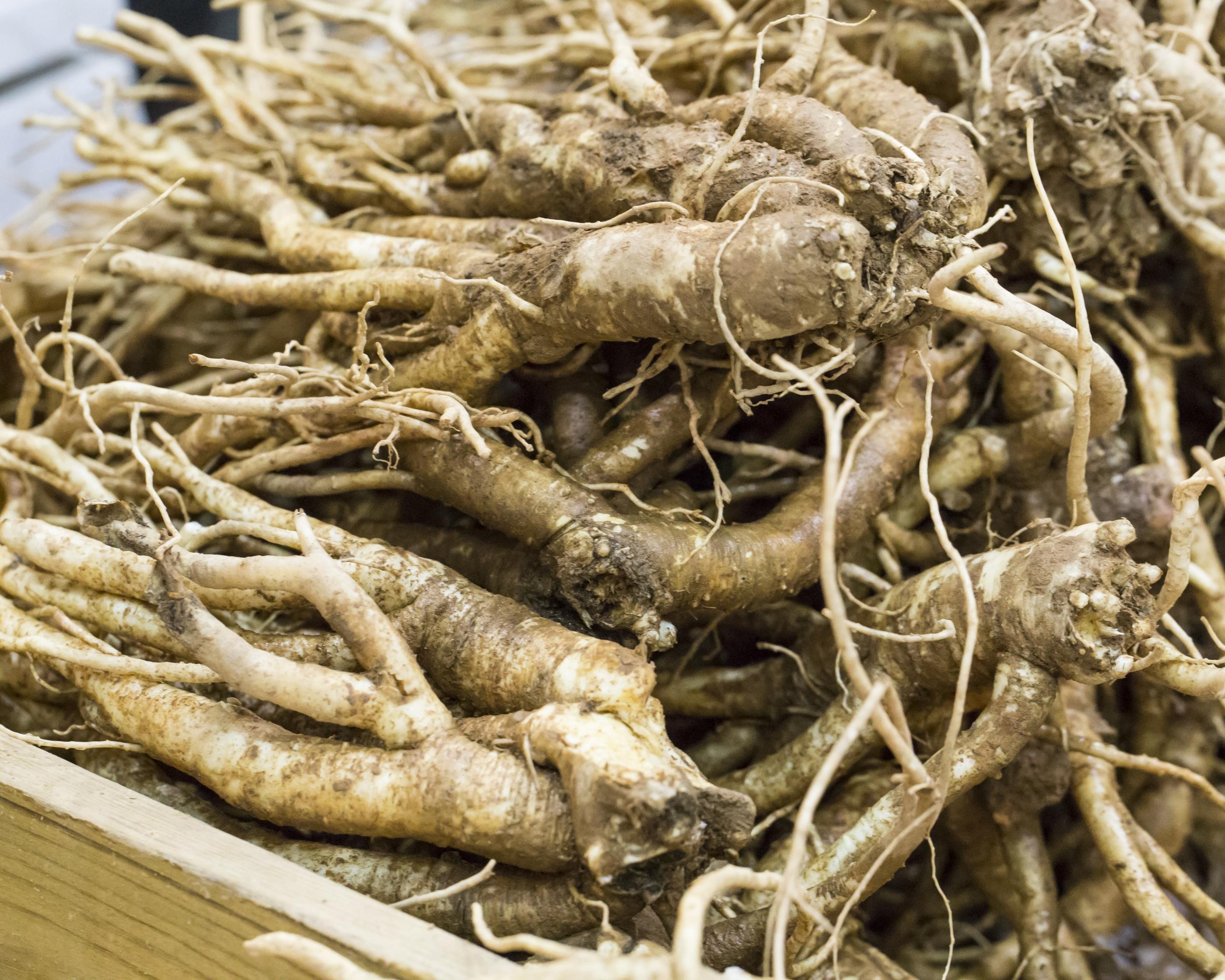 韓国文化、韓国の花、韓国の卒業シーズン、韓国プレゼント文化、韓国の花ことば、トラジ、韓国のパンチャン