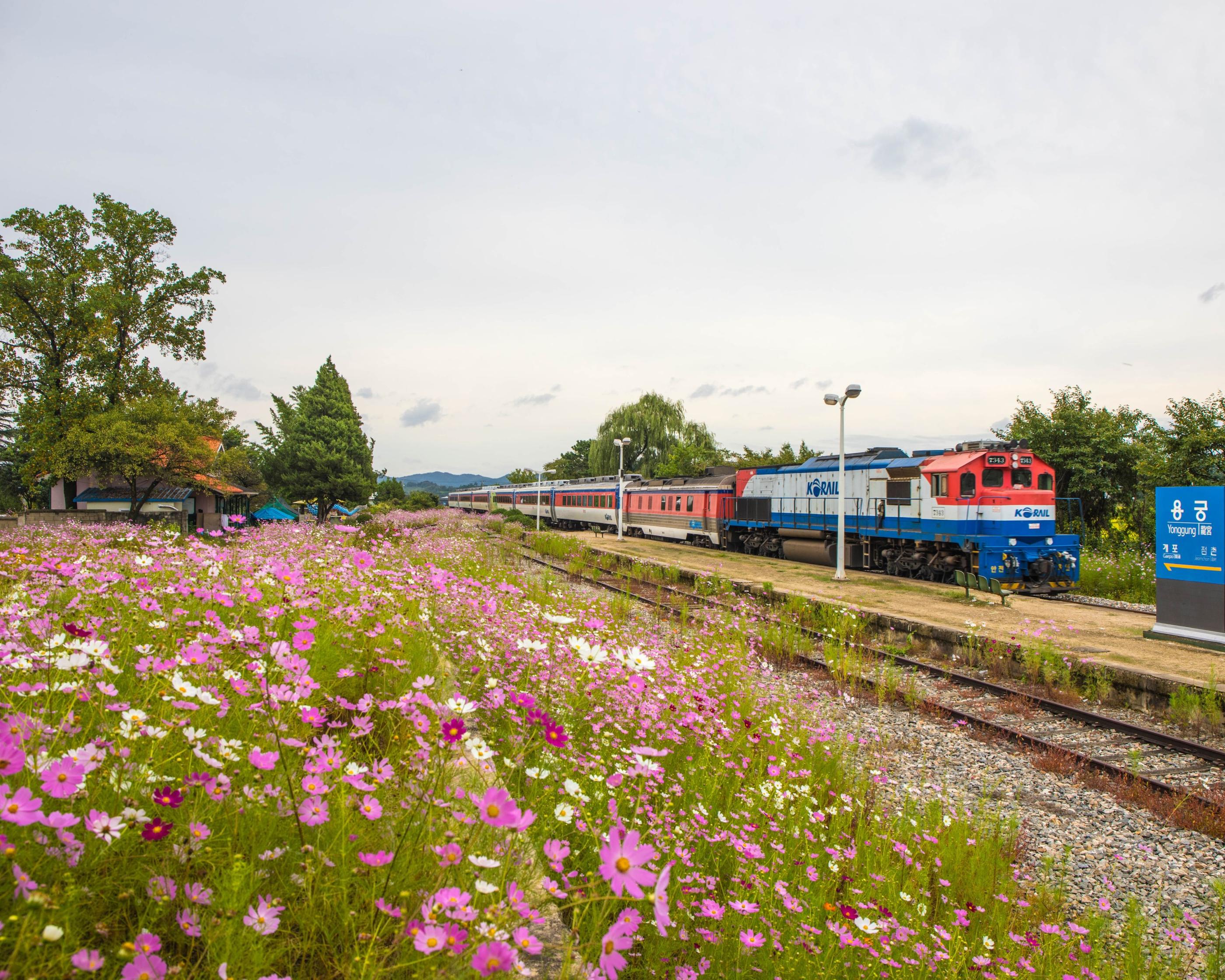 韓国文化、韓国の花、韓国の卒業シーズン、韓国プレゼント文化、韓国の花ことば、ムグンファ、韓国の国花