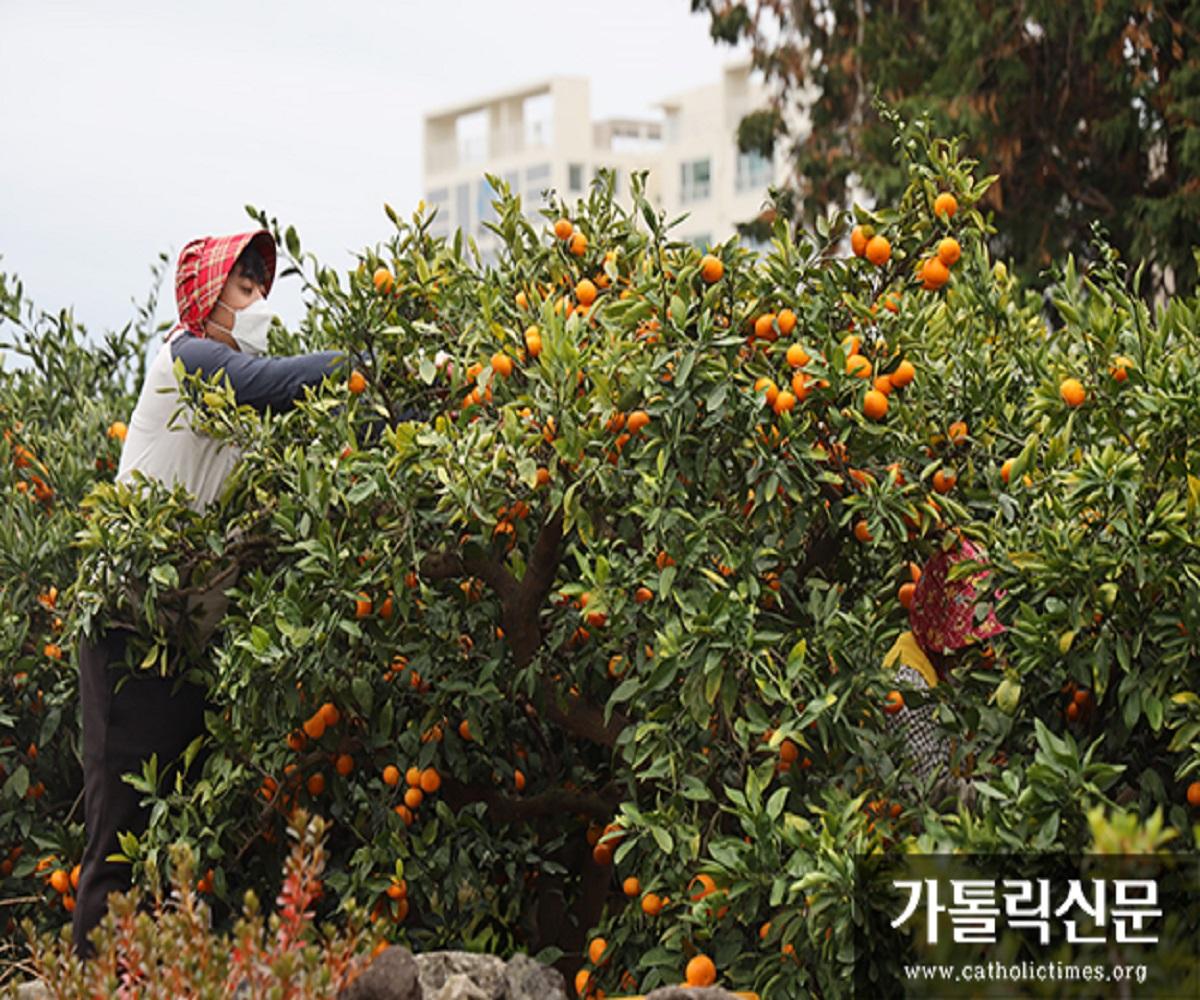 Picking tangerines, one of the local treats of Jeju Island