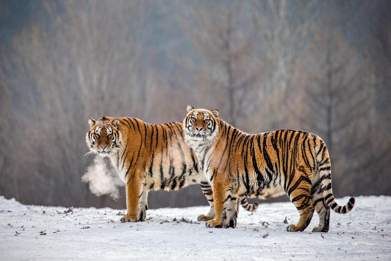 韓国文化、冬至、あずき粥、あずき餅、韓国生活