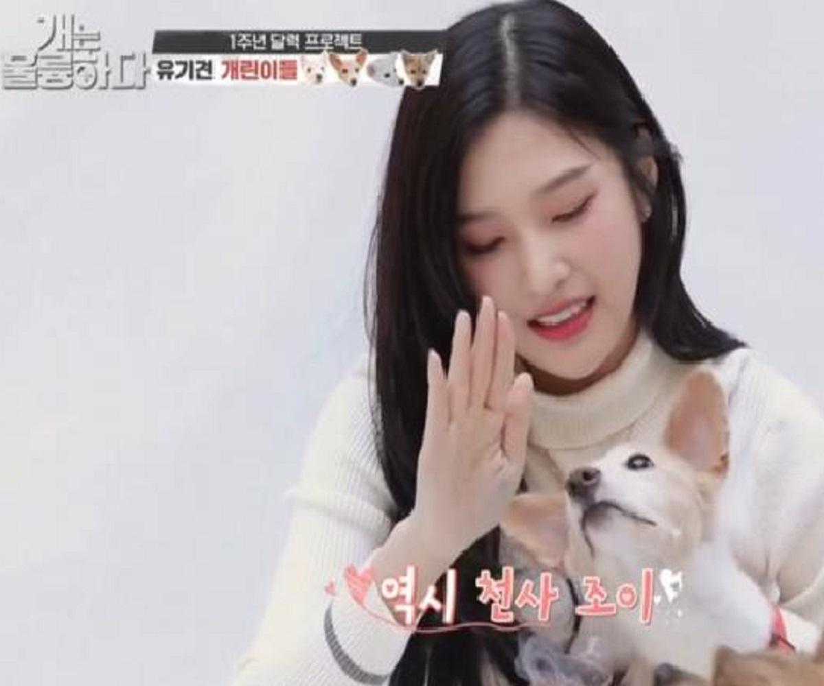 韓国、韓国社会、韓国文化、韓国ペット、韓国愛犬、韓国ペット文化、カン・ヒョンウク、レッドベルベット、Red Velvet、Joy、ジョイ、犬は素晴らしい、韓国番組、犬統領、ポドゥム、韓国動物訓練士、韓国企業家