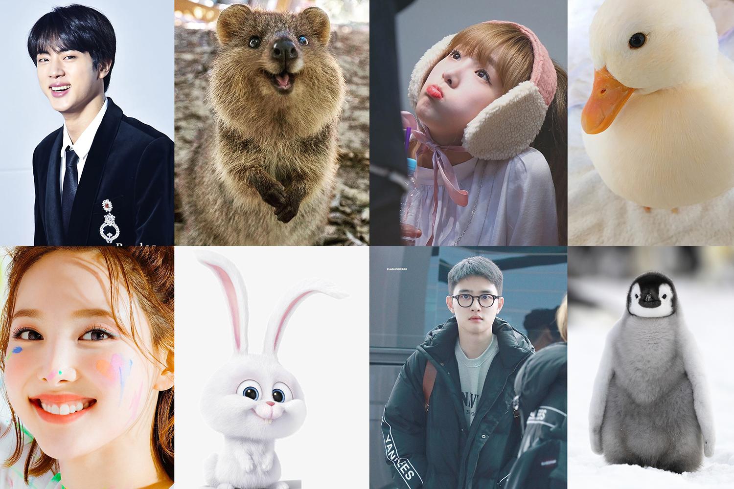 K-Pop Idols Who Look Like Cute Animals-thumbnail