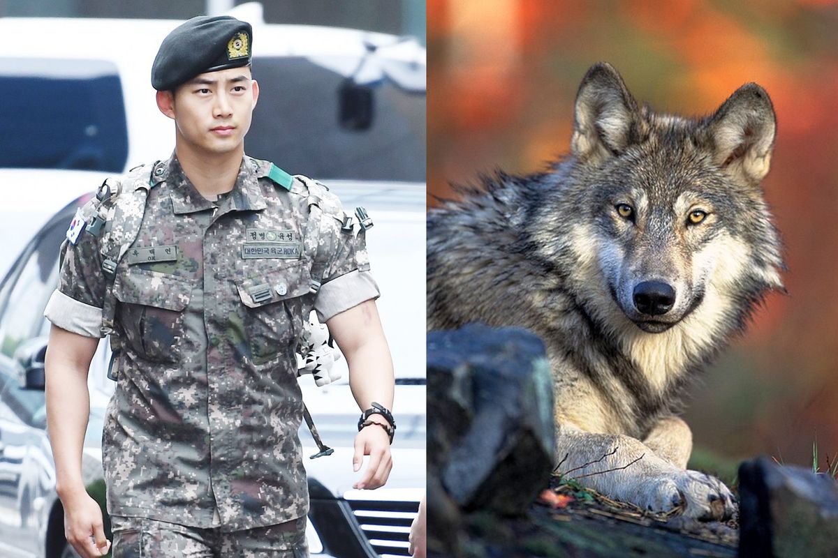2pm Taecyeon, Wolf