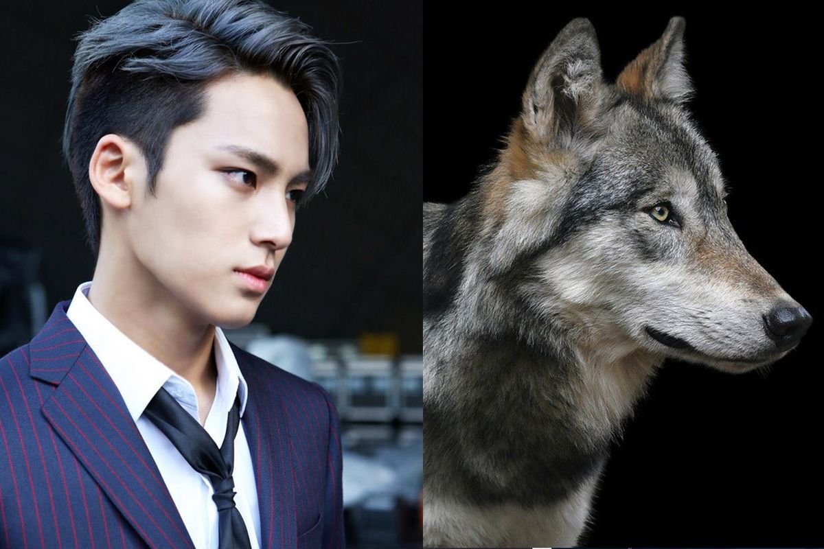 Seventeen Mingyu, Wolf