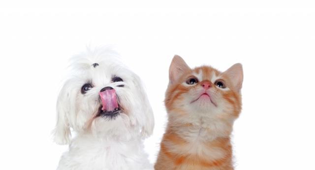 国内で初めて猫がコロナ感染…政府｢全世界でペット→人間に伝播した事例はない｣