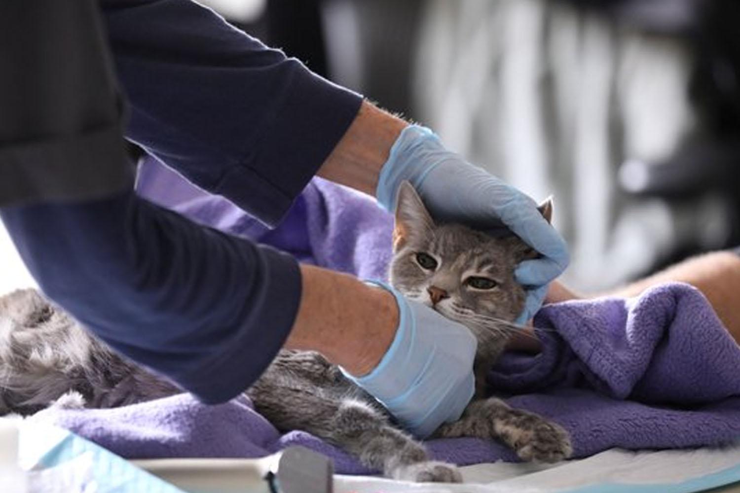 กรณีการติดเชื้อจากการแพร่กระจายจากสัตว์เลี้ยงสู่มนุษย์เป็นเรื่องยากมาก