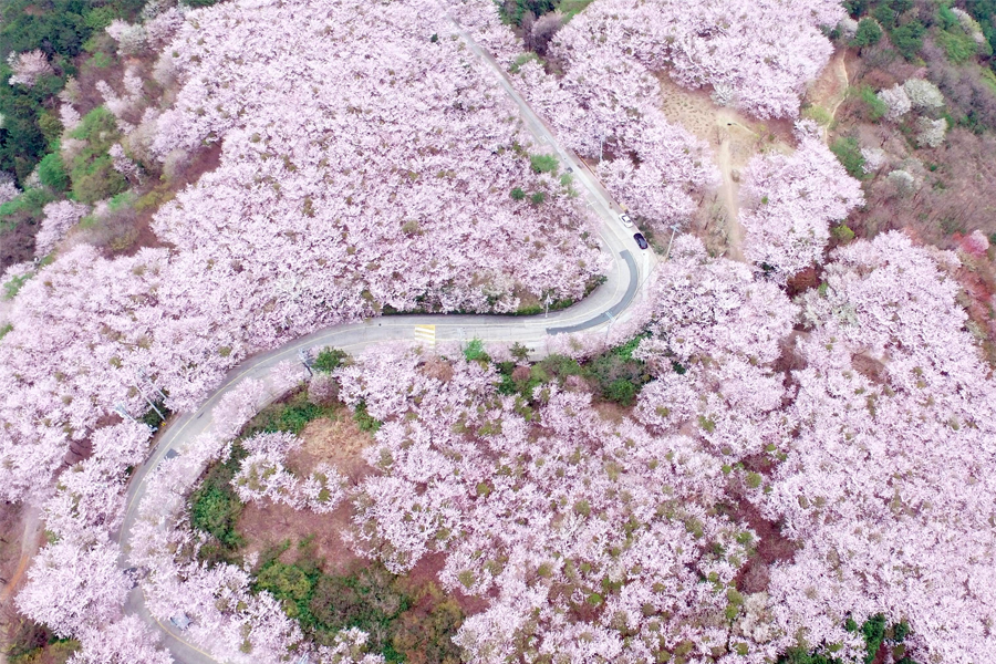 2025 韓國賞櫻景點 釜山賞櫻 釜山櫻花推薦景點