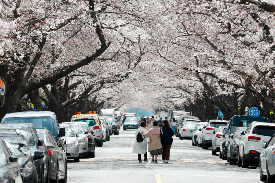2025 韓國賞櫻景點 釜山賞櫻 釜山櫻花推薦景點