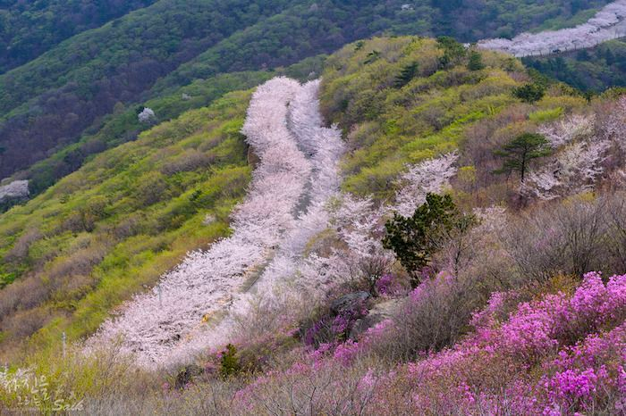 2025 韓國賞櫻景點 釜山賞櫻 釜山櫻花推薦景點