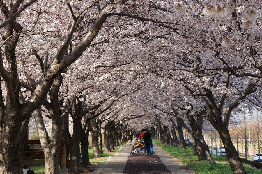 2025 韓國賞櫻景點 釜山賞櫻 釜山櫻花推薦景點