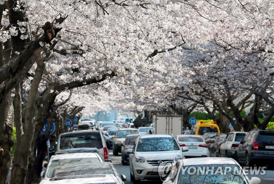 2025 韓國賞櫻景點 釜山賞櫻 釜山櫻花推薦景點