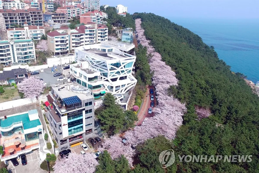 2025 韓國賞櫻景點 釜山賞櫻 釜山櫻花推薦景點