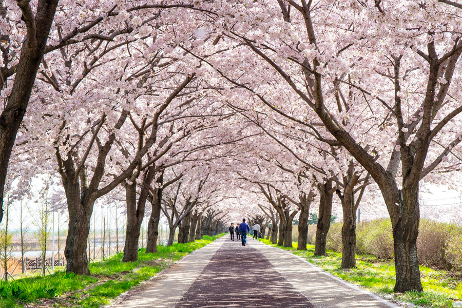 2025 韓國賞櫻景點 釜山賞櫻 釜山櫻花推薦景點