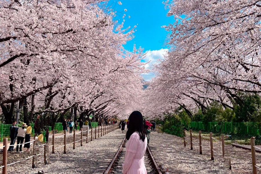 2025 韓國賞櫻景點 釜山賞櫻 釜山櫻花推薦景點