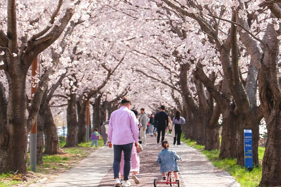 2025 韓國賞櫻景點 釜山賞櫻 釜山櫻花推薦景點