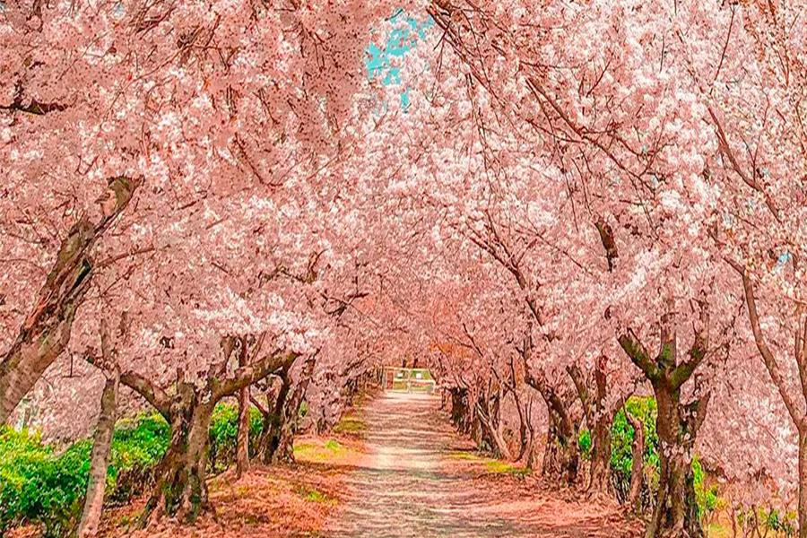 2025 韓國賞櫻景點 釜山賞櫻 釜山櫻花推薦景點
