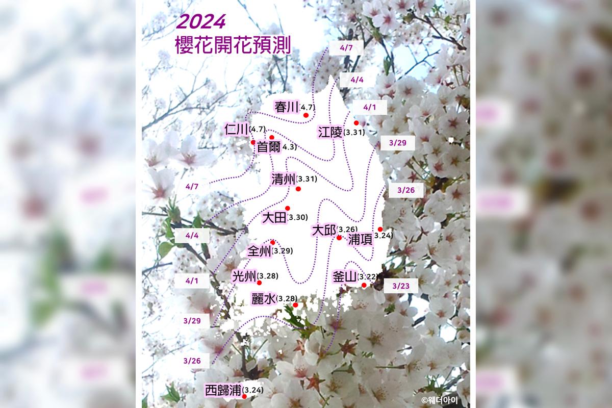 2025 韓國賞櫻景點 釜山賞櫻 釜山櫻花推薦景點