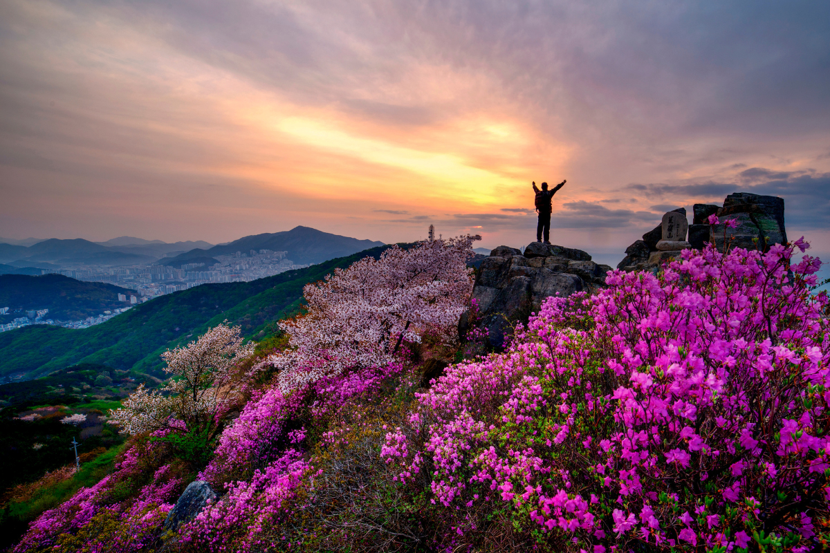 Núi Hwangnyeongsan - 7 điểm ngắm hoa anh đào đẹp nhất Busan 2025 bạn không nên bỏ lỡ