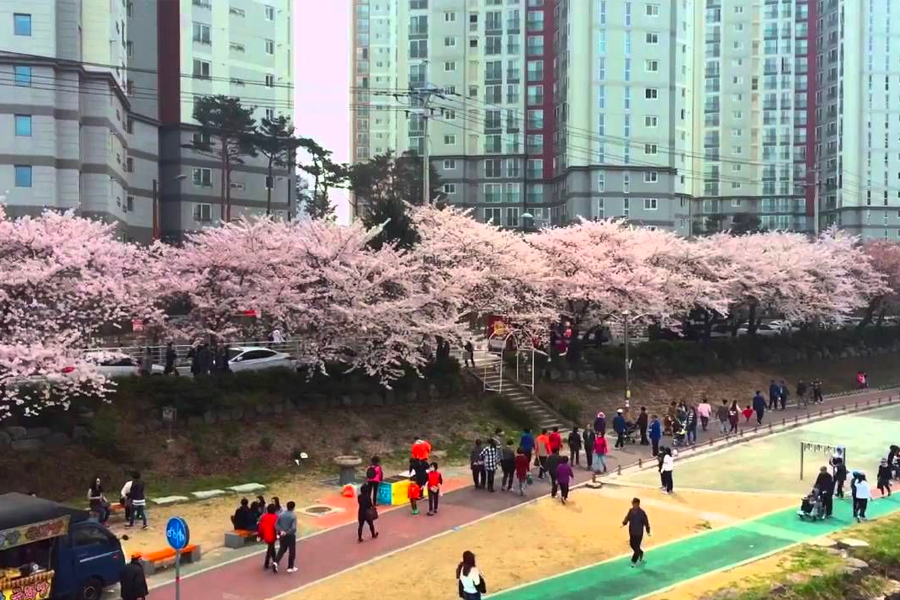 2025 韓國賞櫻景點 釜山賞櫻 釜山櫻花推薦景點