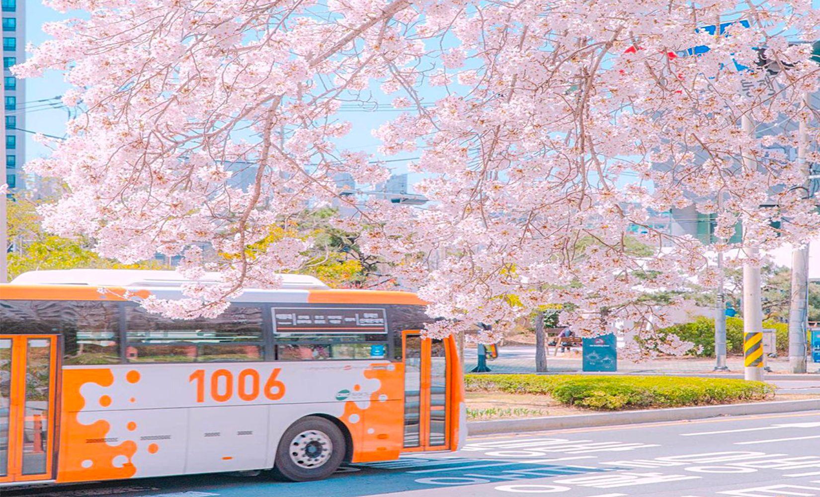 7 điểm ngắm hoa anh đào đẹp nhất Busan 2023 bạn không nên bỏ lỡ