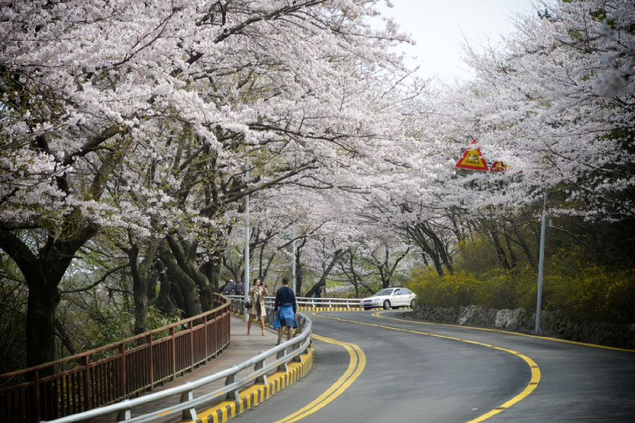 2025 韓國賞櫻景點 釜山賞櫻 釜山櫻花推薦景點