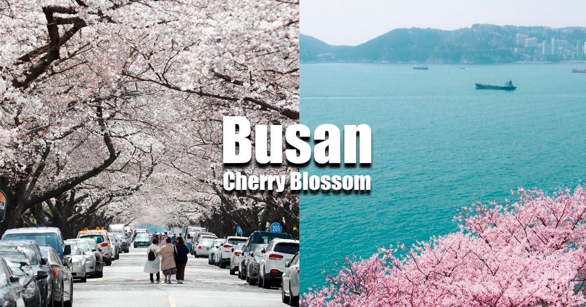2025釜山7处赏樱景点推荐