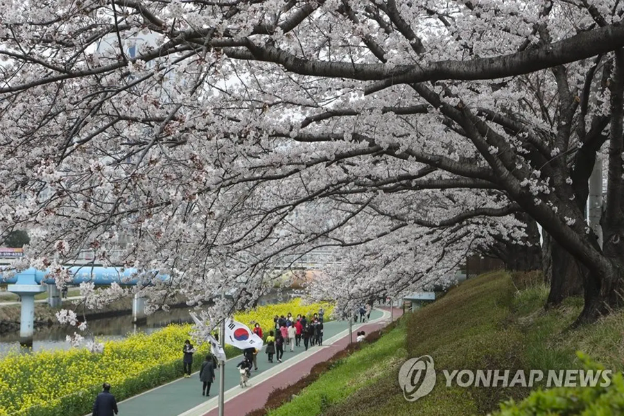 2025 韓國賞櫻景點 釜山賞櫻 釜山櫻花推薦景點