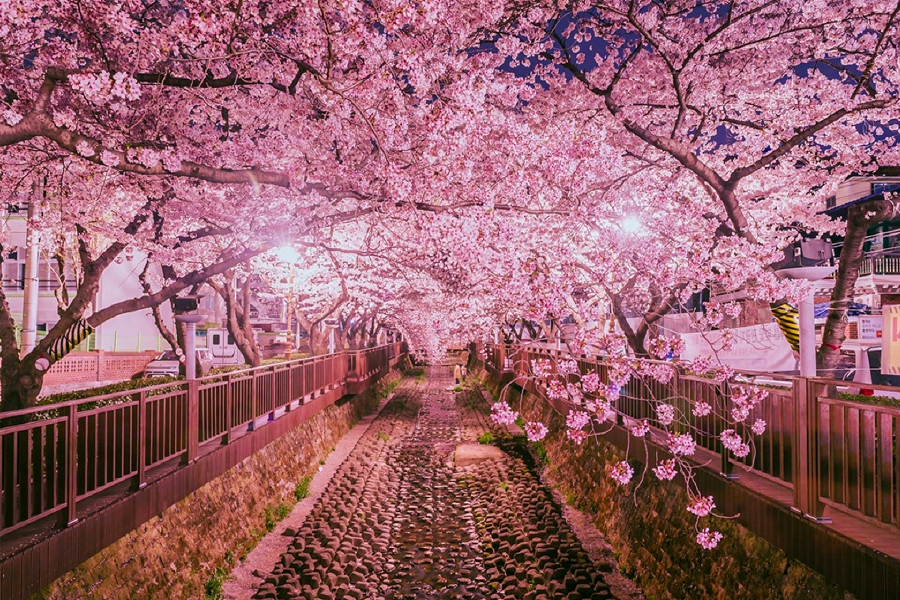 2025 韓國賞櫻景點 釜山賞櫻 釜山櫻花推薦景點