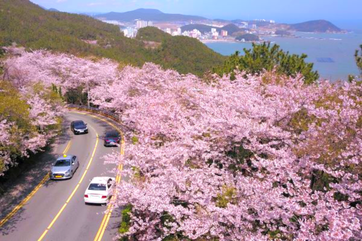 Đường Haeundae Dalmaji - 7 điểm ngắm hoa anh đào đẹp nhất Busan 2025 bạn không nên bỏ lỡ