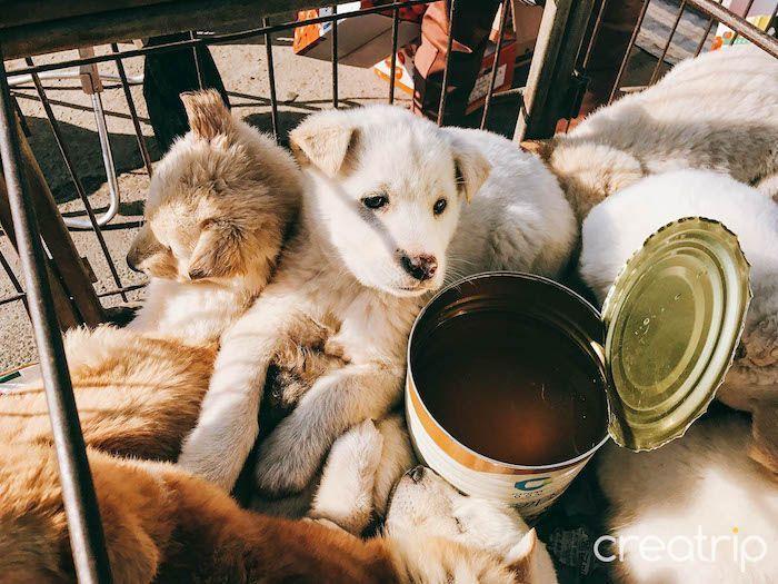 Adorable puppies sleeping together in a cozy corner at a Korean 5-day market, often available for purchase.