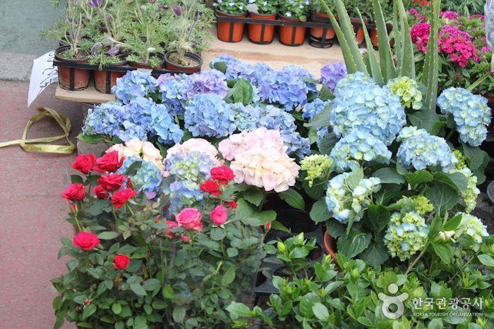 Vibrant flowers for sale at a Korean 5-day market, featuring colorful hydrangeas and roses which brighten up the stall.