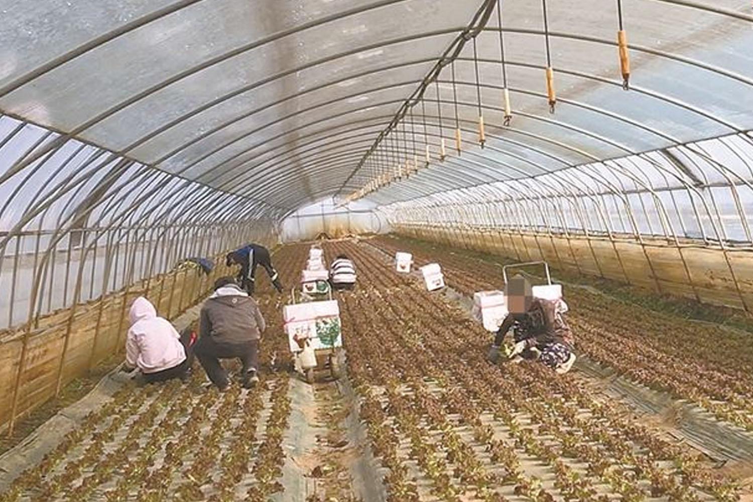 คนงานเกษตรกรเกาหลีในไร่พืช มีการประท้วงเกี่ยวกับมาตรการใหม่ๆ ที่มีต่อแรงงานต่างชาติ