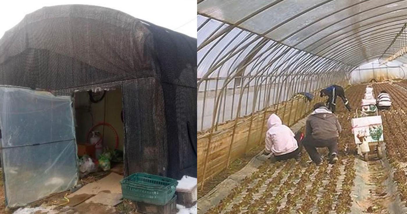 เกษตรกรเกาหลีคัดค้านกฎที่เข้มงวดเกี่ยวกับแรงงานต่างชาติ