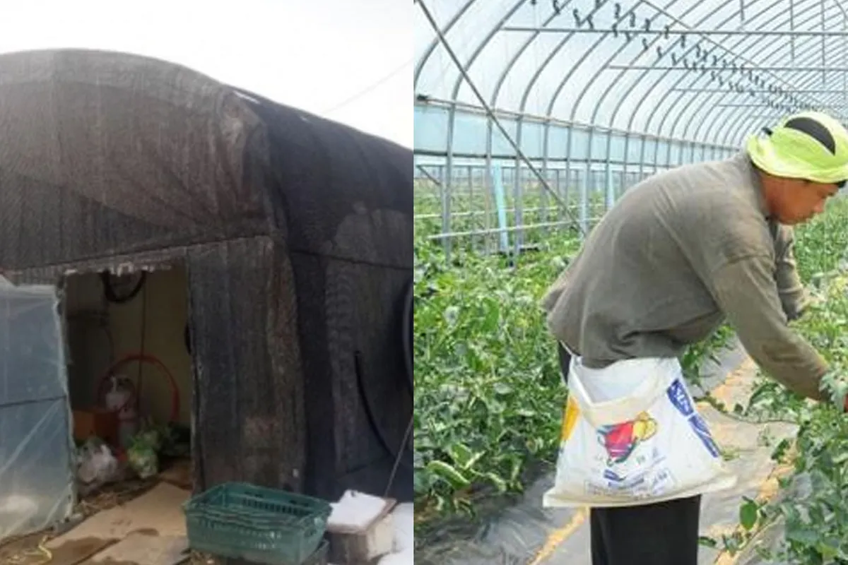 ภาพภายในโรงเรือนเกษตรกรที่กำลังทำงานในไร่ อาจสะท้อนถึงการทำงานของเกษตรกรไทยหรือปัญหาแรงงานต่างชาติในอุตสาหกรรมการเกษตร