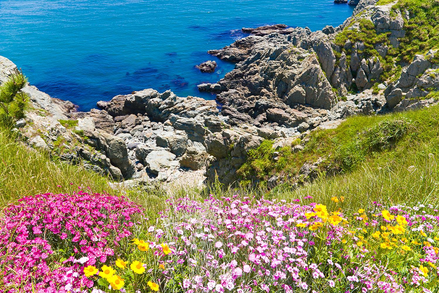 釜山の海岸線の絶景と花に彩られた自然風景
