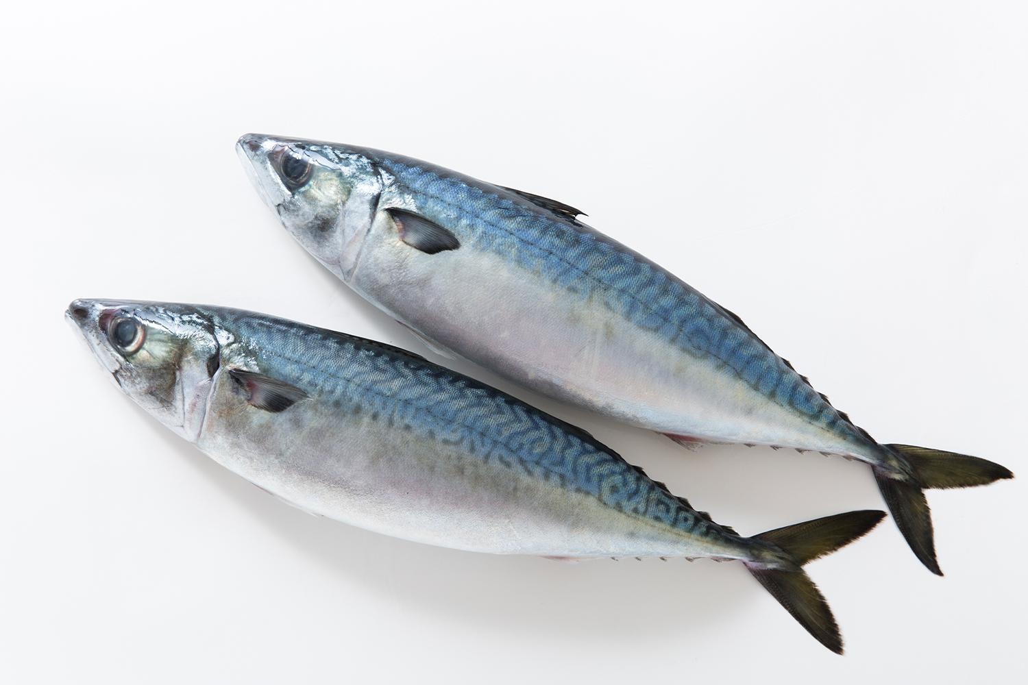 釜山の象徴であるサバのイメージ