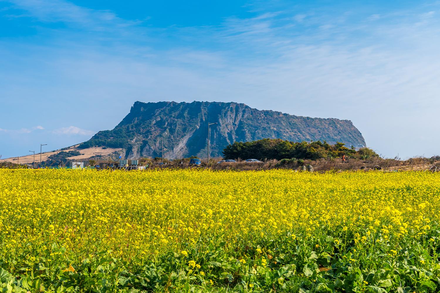 รูปซองซาน อิลชุลบงที่เกาะเชจู ท้องฟ้าสีฟ้าพร้อมทุ่งมัสตาร์ดสีเหลือง