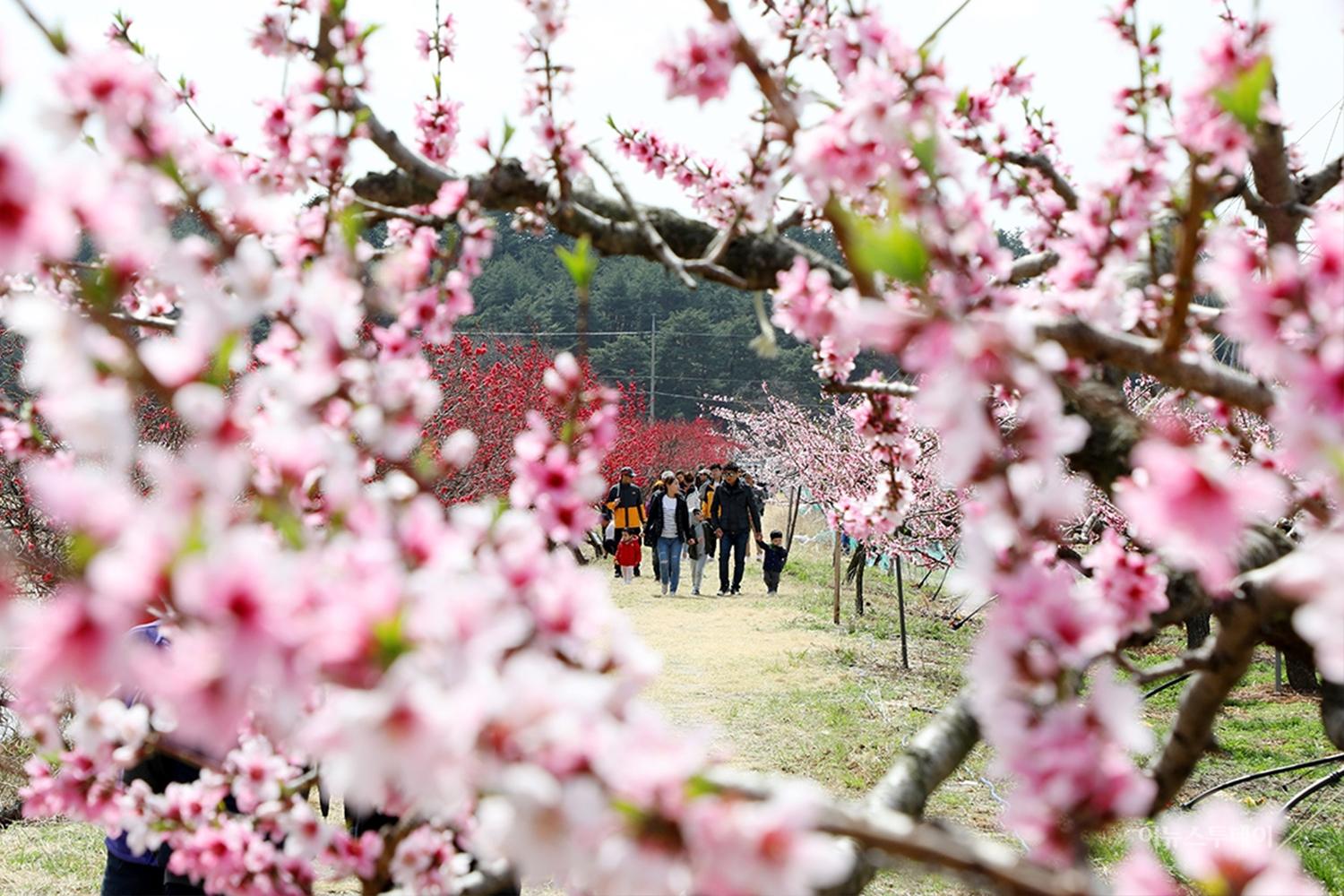 ผู้คนเดินทางท่องเที่ยวในเทศกาลดอกไม้บานในเมืองคังนึง บรรยากาศสดชื่นของสีชมพู