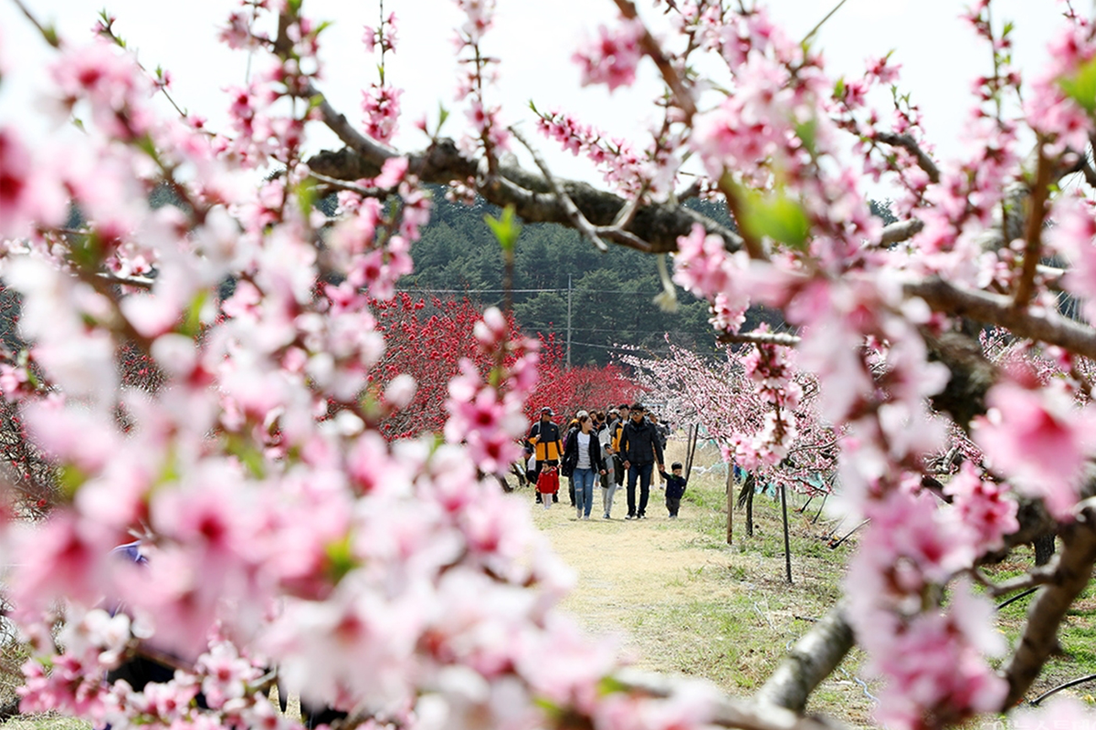 大家在江陵市的桃花慶典中漫步，粉色花海背景充滿春季的氣息。