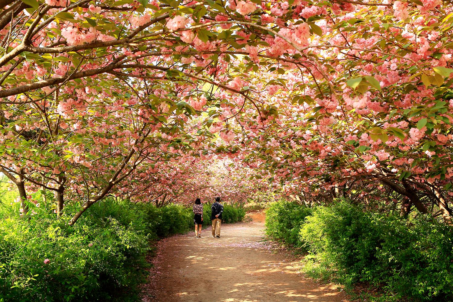 全州的櫻花小徑，滿載著粉紅色櫻花的浪漫景色。