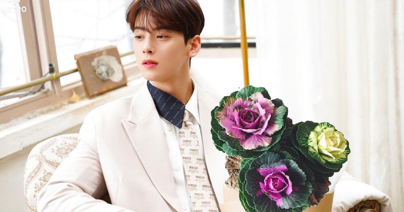 ความลับของกะหล่ำประดับที่เกาหลี