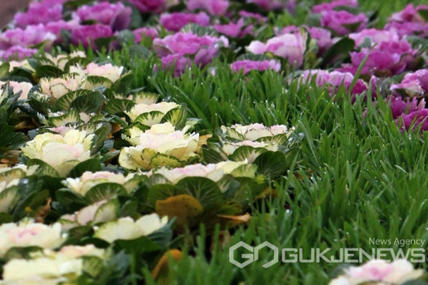 สวนดอกกะหล่ำประดับในเมืองเกาหลีกับบรรยากาศฤดูหนาว