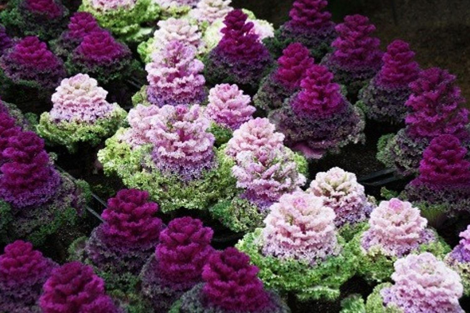 สวนกะหล่ำประดับ